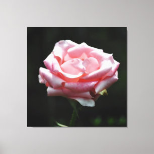 Pink Rose Close-up Canvas Print