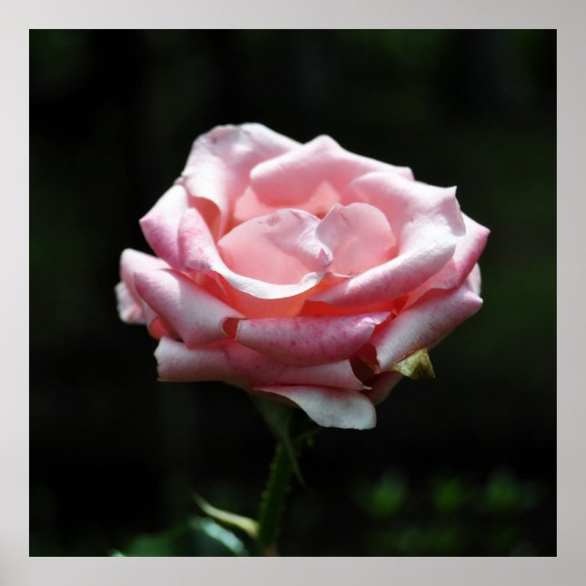 Pink Rose Close-up Poster (Front)