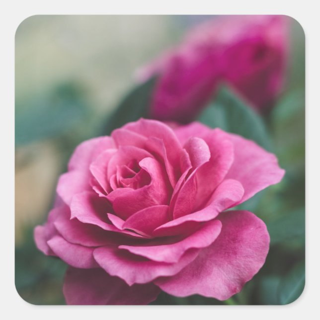 Pink Rose Envelope Seals Favour Stickers (Front)