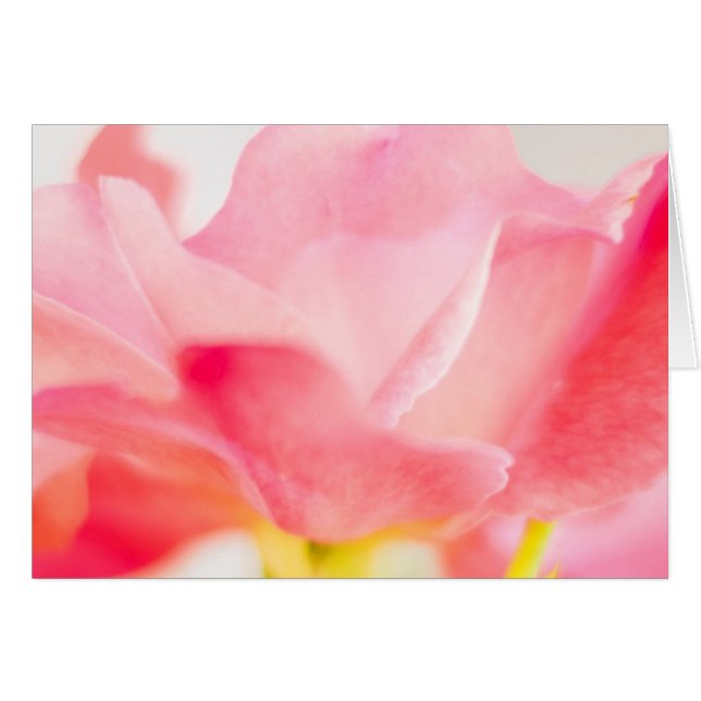 Pink Rose Fine Art Flower Greeting Note Card (Front Horizontal)