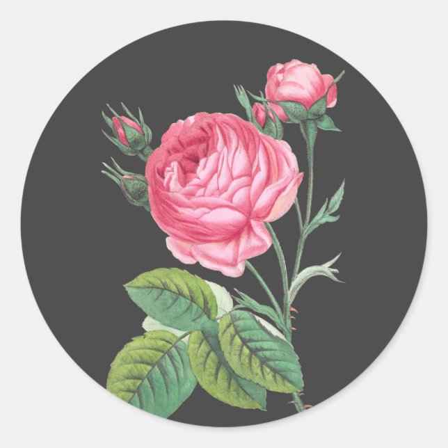 Pink rose floral modern classic round sticker (Front)