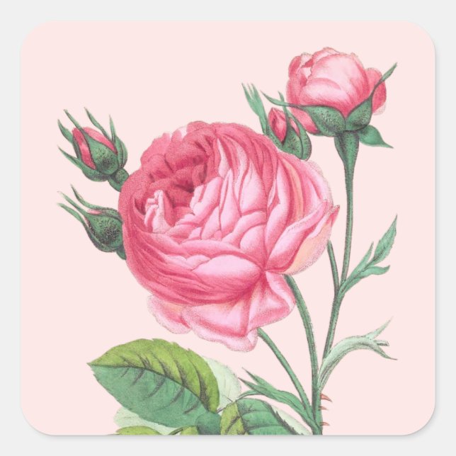 Pink rose floral modern pastel square sticker (Front)