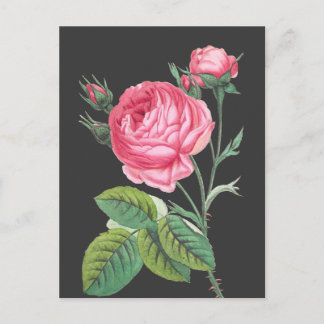 Pink rose floral modern postcard