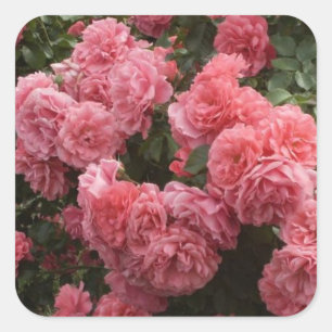 Pink Rose Floral Stickers