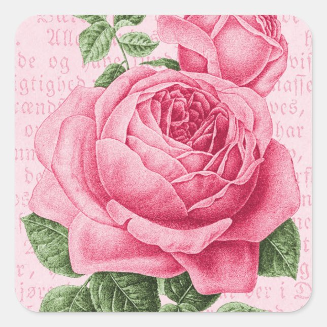 Pink rose floral vintage square sticker (Front)