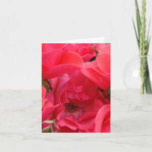 Pink rose flower card