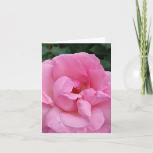 Pink rose flower card