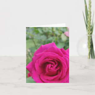 Pink rose flower card