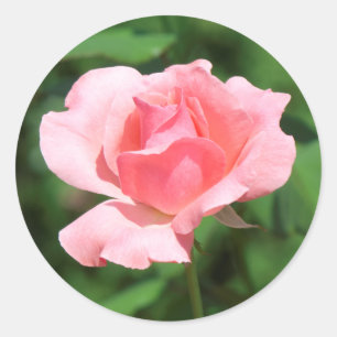 Pink rose flower classic round sticker