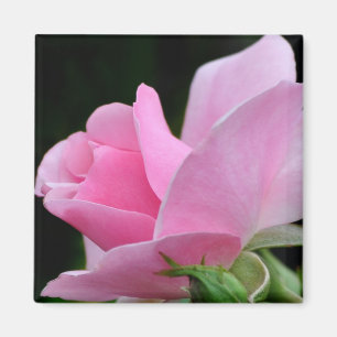 Pink Rose Flower Magnet