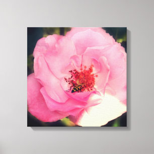 Pink Rose Flower Photo Wrapped Canvas