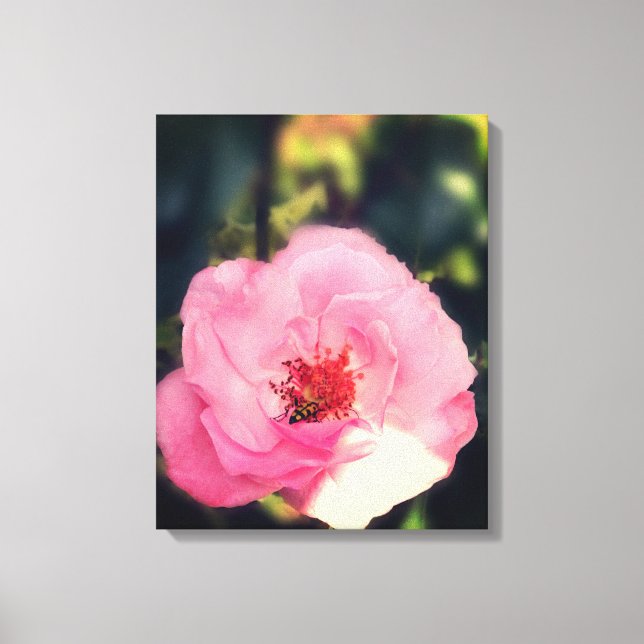 Pink Rose Flower Photo Wrapped Canvas (Front)