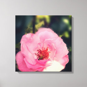Pink Rose Flower Photo Wrapped Canvas