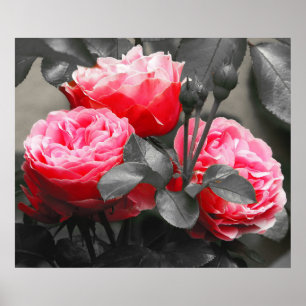 Pink Rose Flower: Pink Colour Pop Poster