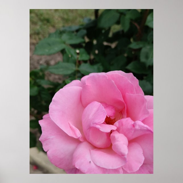 Pink rose flower poster (Front)