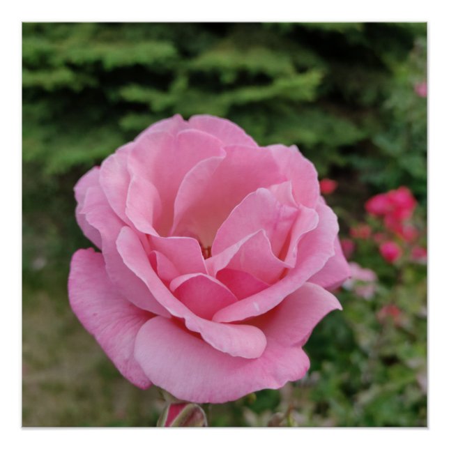 Pink rose flower table lamp poster (Front)