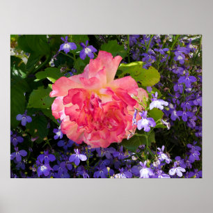 Pink rose flowers among blue lobebelia flowers poster