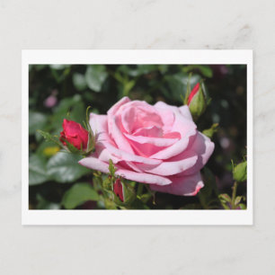 pink rose flowers happy birthday. love, girlfriend postcard