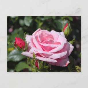 pink rose flowers happy birthday. love, girlfriend postcard