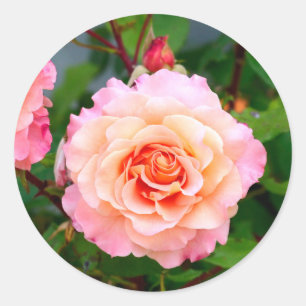 Pink rose flowers in a garden postcard classic round sticker