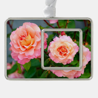 Pink rose flowers in a garden postcard poster silver plated framed ornament