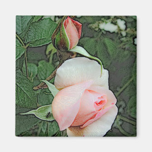 pink rose flowers magnet