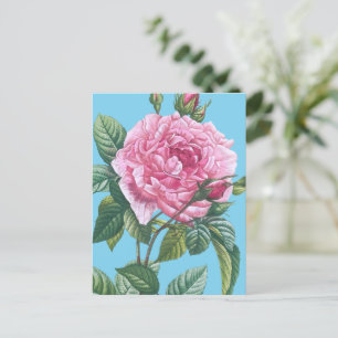 Pink Rose Flowers with Green Leaves Postcard