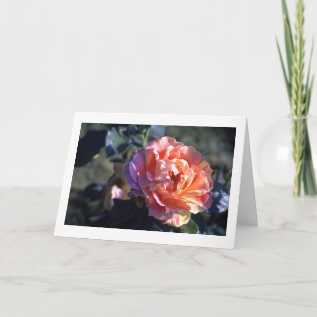 Pink Rose Folded  Blank Greeting Card (Front)
