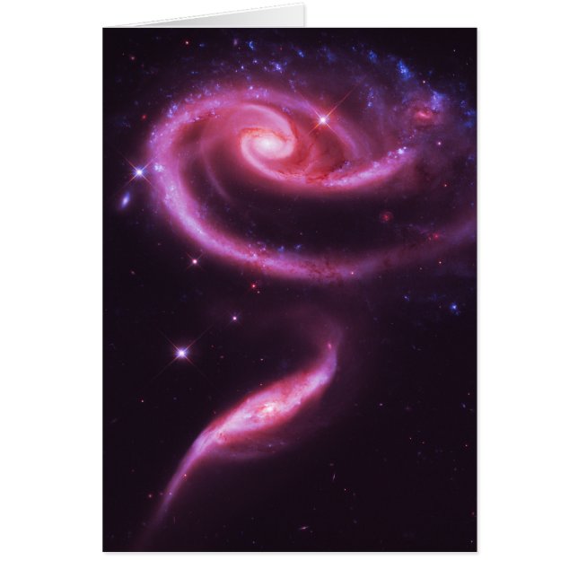Pink Rose Galaxies (Front)