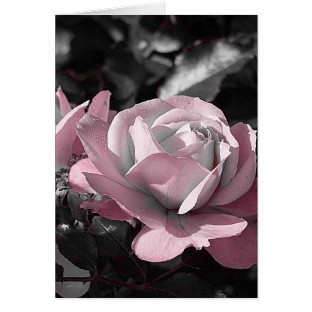 Pink Rose Garden (Front)