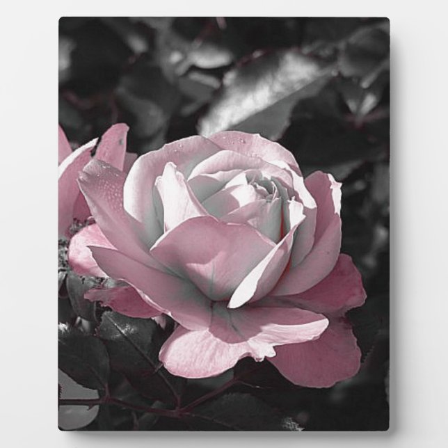 Pink Rose Garden Plaque (Front)