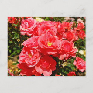 Pink rose garden print postcard
