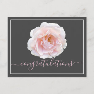 Pink Rose Grey Background Congratulations Postcard