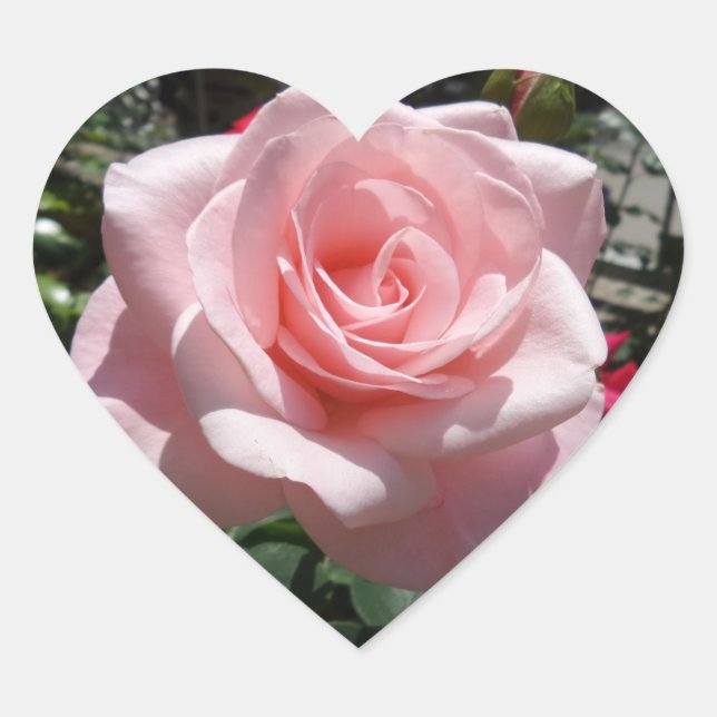 Pink Rose Heart Sticker (Front)