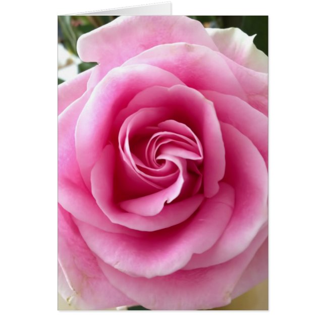 Pink Rose I Love You (Front)