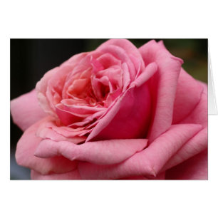 Pink Rose I Pretty Floral Photography