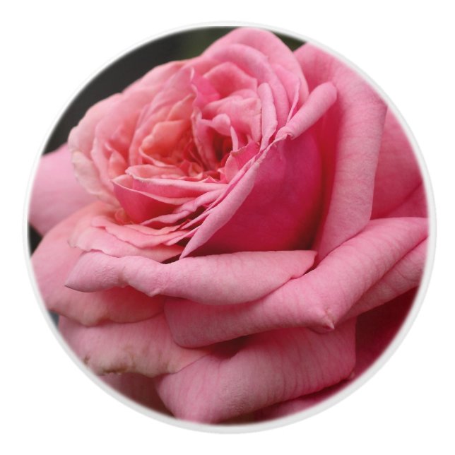 Pink Rose I Pretty Floral Photography Ceramic Knob (Front)