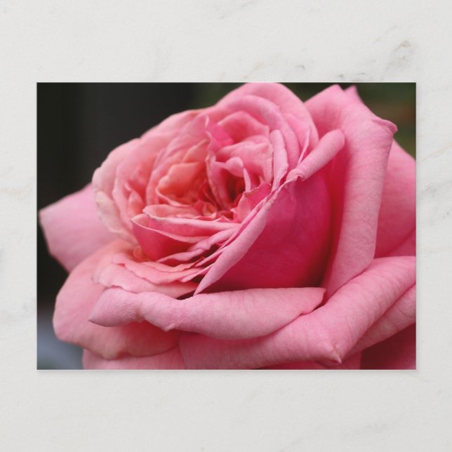 Pink Rose I Pretty Floral Photography Postcard (Front)