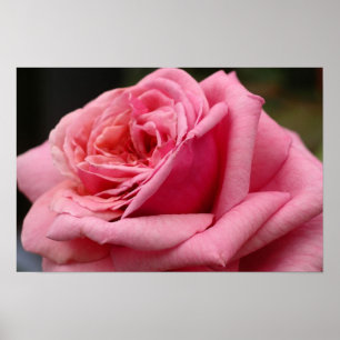 Pink Rose I Pretty Floral Photography Poster