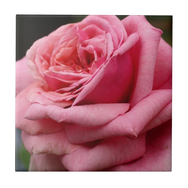 Pink Rose I Pretty Floral Photography Tile (Front)