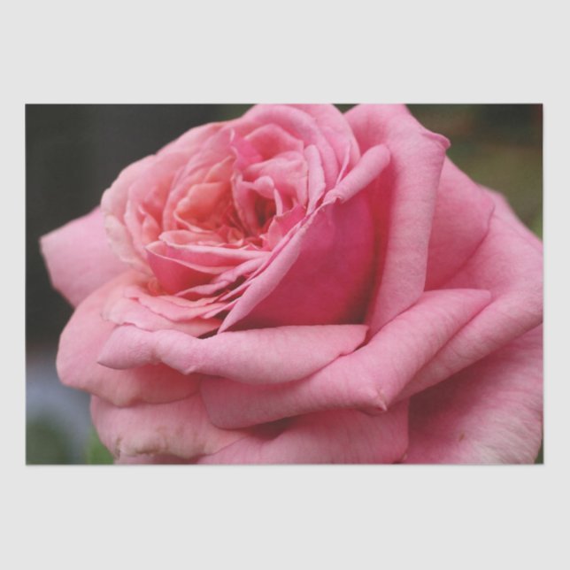 Pink Rose I Pretty Floral Photography Tissue Paper (Front)