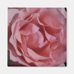 Pink Rose II Pretty Floral Magnet