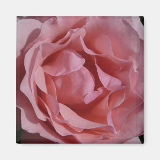 Pink Rose II Pretty Floral Magnet