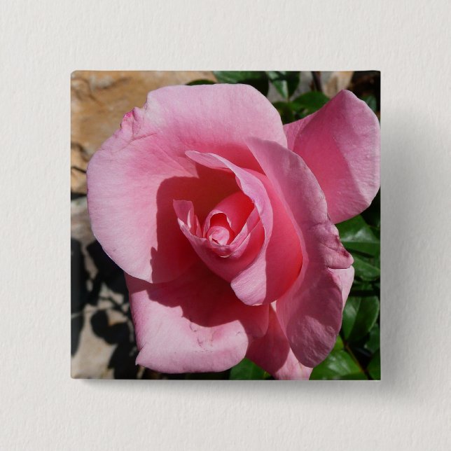Pink Rose III Garden Floral 15 Cm Square Badge (Front)