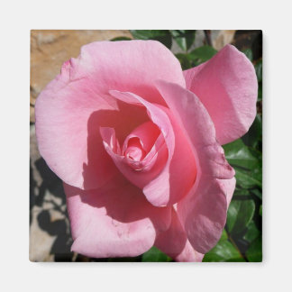 Pink Rose III Garden Floral Magnet