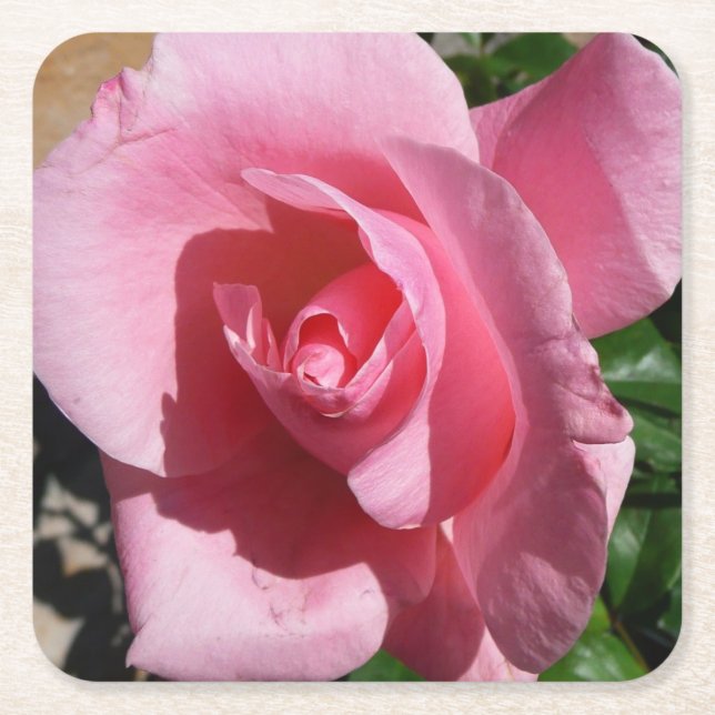 Pink Rose III Garden Floral Square Paper Coaster (Front)