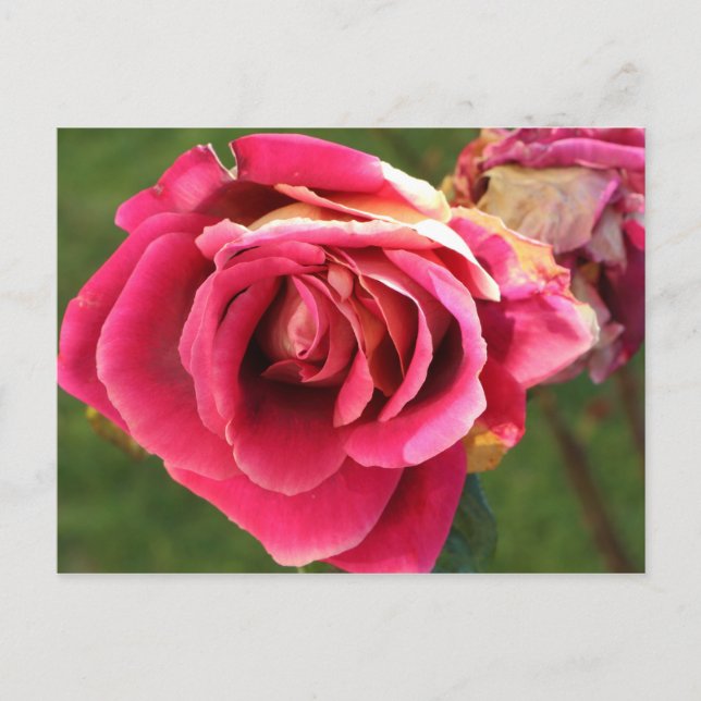 Pink rose in a garden postcard (Front)