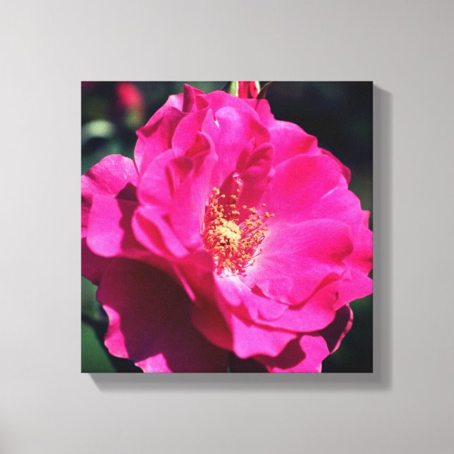 Pink Rose In Full Bloom Close Up Canvas Print (Front)