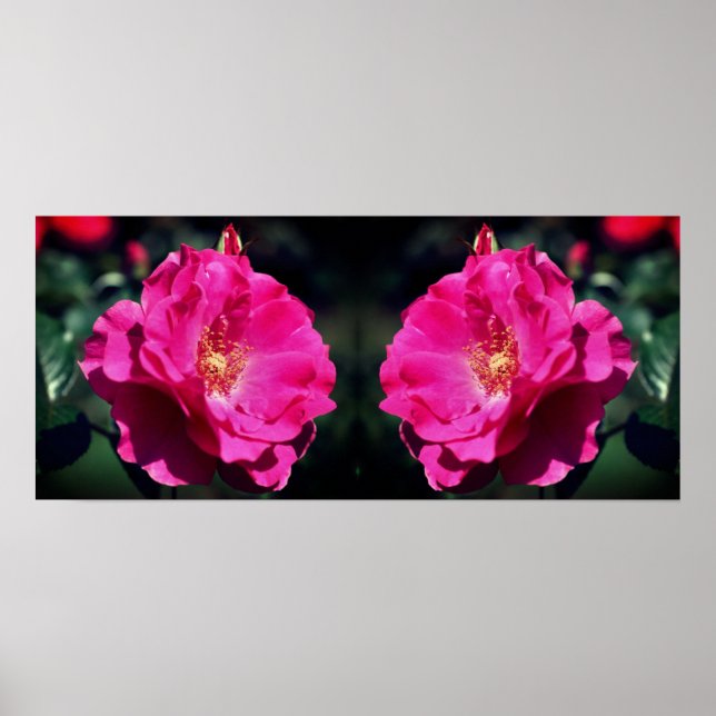 Pink Rose In Full Bloom Close Up Mirrored Poster (Front)