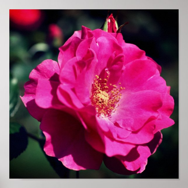 Pink Rose In Full Bloom Close Up Poster (Front)